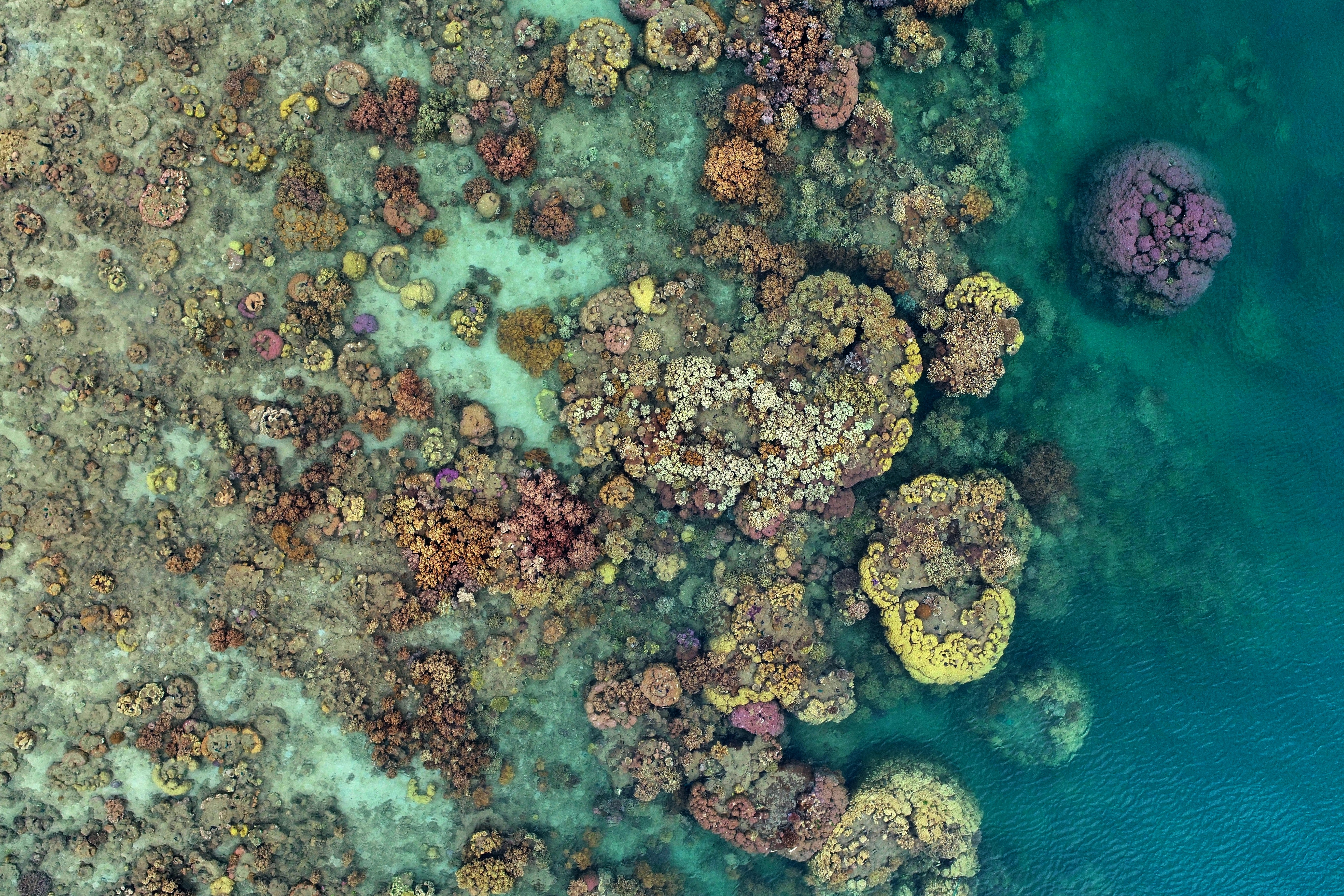 Aerial view of coral at the Great Barrier Reef in Australia